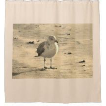 Seagull on Beach