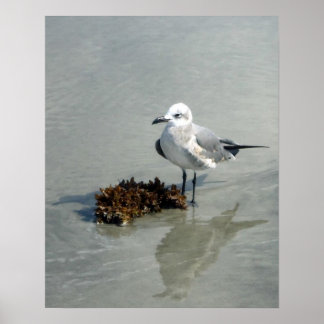 Seagull on Beach with Seaweed Poster