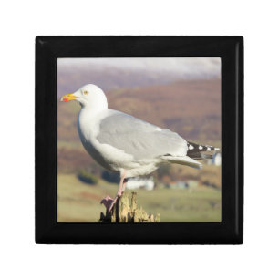 Seagull on Fence Post Wooden Keepsake Gift Box