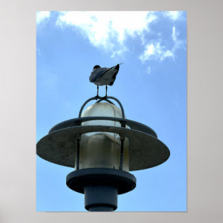 Seagull on Light Poster
