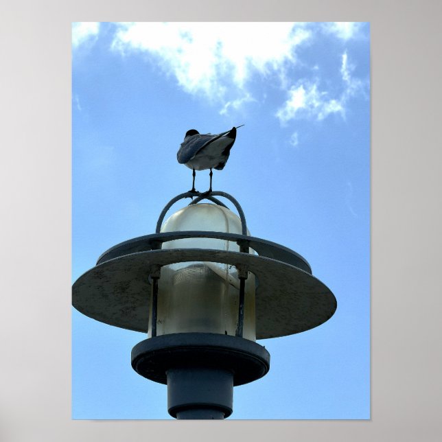 Seagull on Light Poster (Front)