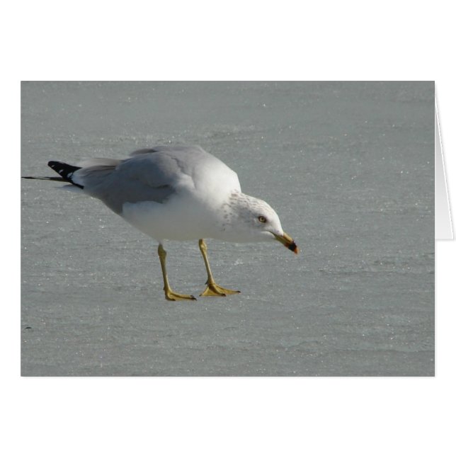 Seagull on Mississippi River Ice Cards (Front Horizontal)