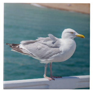 Seagull on railings view ceramic tile