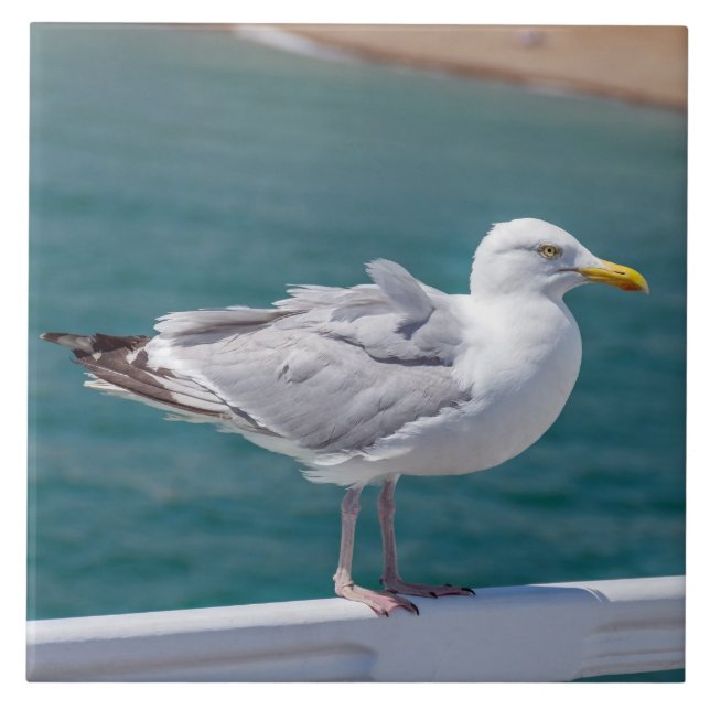 Seagull on railings view ceramic tile (Front)