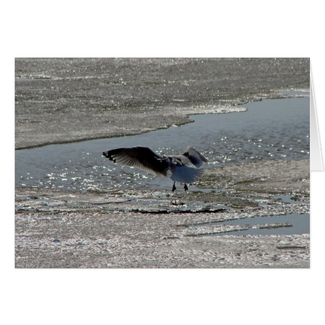 Seagull on River Ice Cards (Front Horizontal)