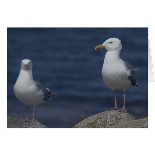 Seagull On Rock Cards (Front Horizontal)