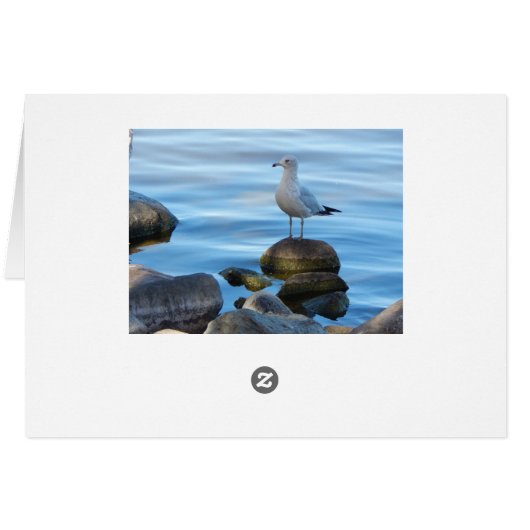Seagull On Rocks (Back Horizontal)