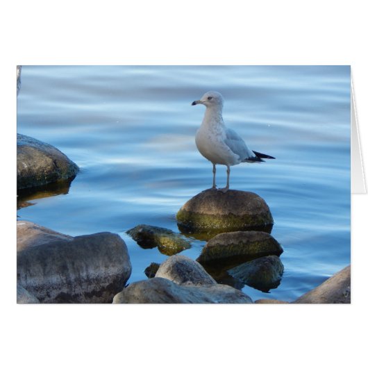 Seagull On Rocks Cards (Front Horizontal)
