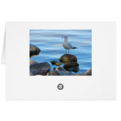 Seagull On Rocks Cards (Back Horizontal)