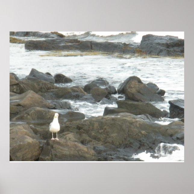 Seagull on rocks poster (Front)