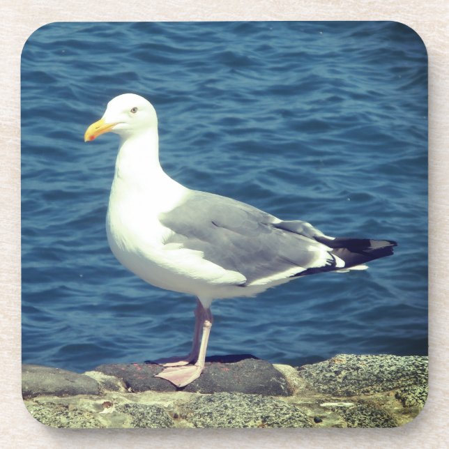 Seagull On The Bay Beverage Coaster (Front)