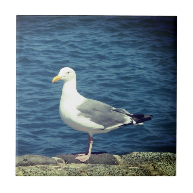 Seagull On The Bay Ceramic Tile (Front)
