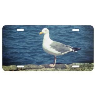Seagull On The Bay License Plate
