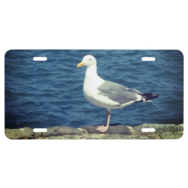 Seagull On The Bay License Plate (Front)