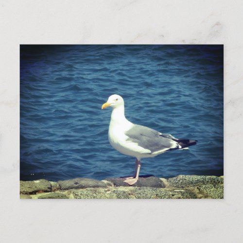 Seagull On The Bay Postcard