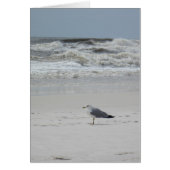 Seagull on the Beach (Front)