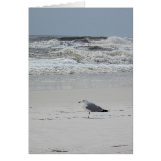 Seagull on the Beach Cards (Front)