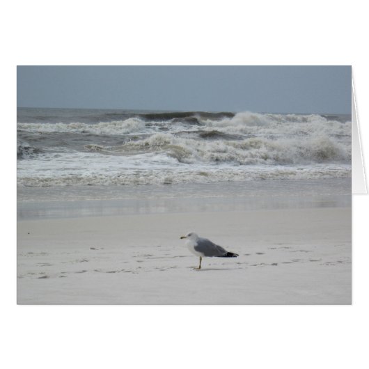 Seagull on the Beach Cards (Front Horizontal)
