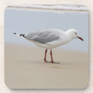 Seagull on the Beach Coaster