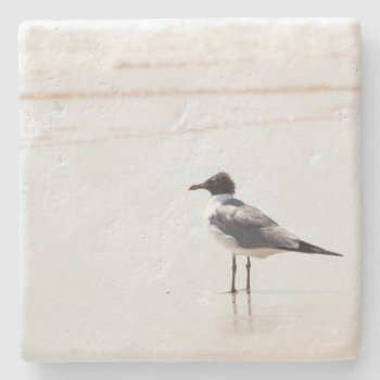 Seagull On The Beach Limestone Coaster by ICandiPhoto at Zazzle