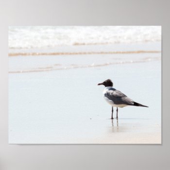 Seagull On The Beach Poster by ICandiPhoto at Zazzle