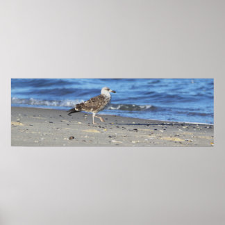 Seagull on the Beach Poster