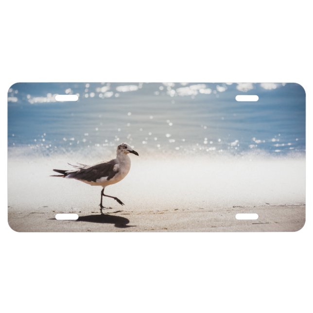 Seagull on Virginia Beach License Plate (Front)