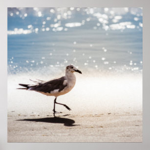Seagull on Virginia Beach Poster