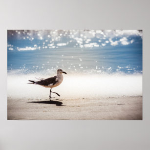 Seagull on Virginia Beach Poster