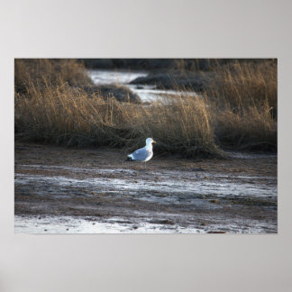 Seagull Photo Poster