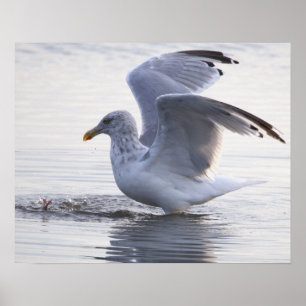 Seagull Photo Poster
