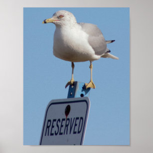 Seagull Photo Poster
