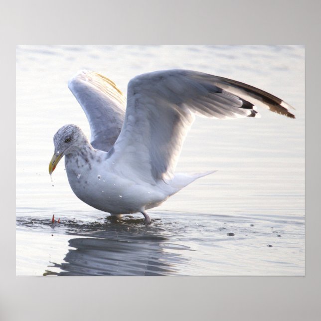 Seagull Photo Poster (Front)