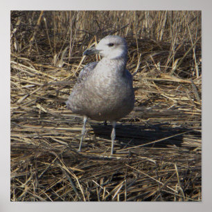 Seagull Photo Poster