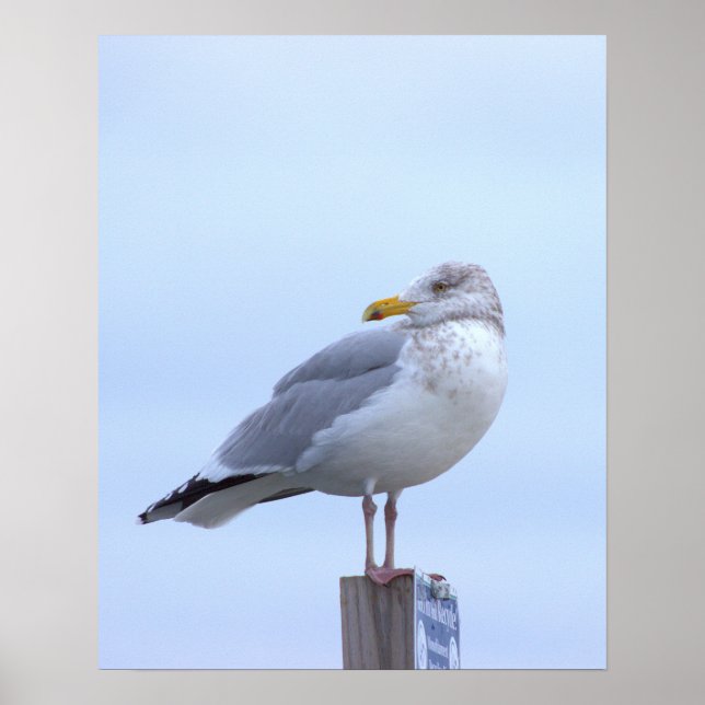 Seagull Photo Poster  (Front)