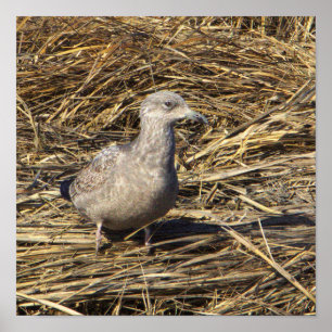 Seagull Photo Poster