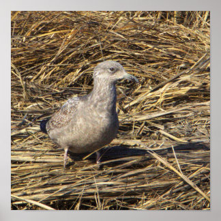 Seagull Photo Poster
