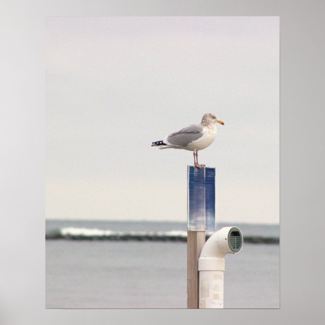 Seagull Photo Poster  (Front)