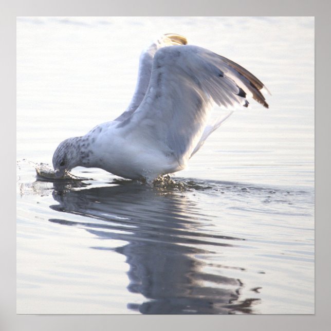 Seagull Photo Poster (Front)