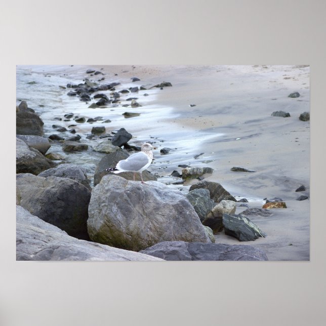 Seagull Photo Poster  (Front)