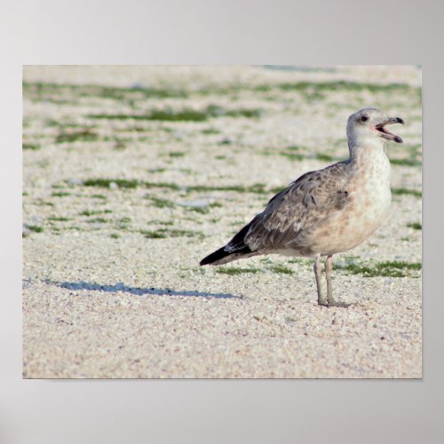 Seagull Photo Poster