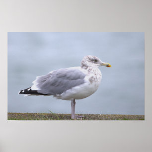 Seagull Photo Poster