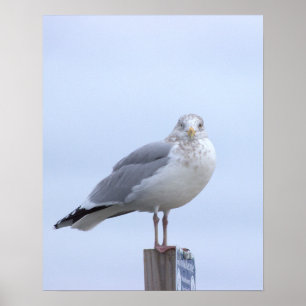 Seagull Photo Poster