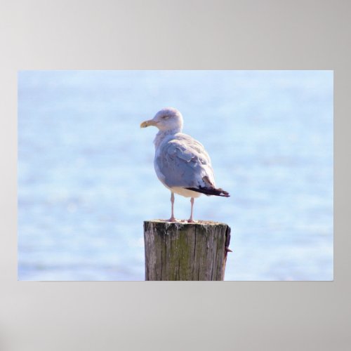 Seagull Photo Poster