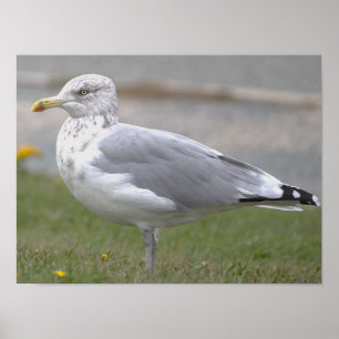 Seagull Photo Poster