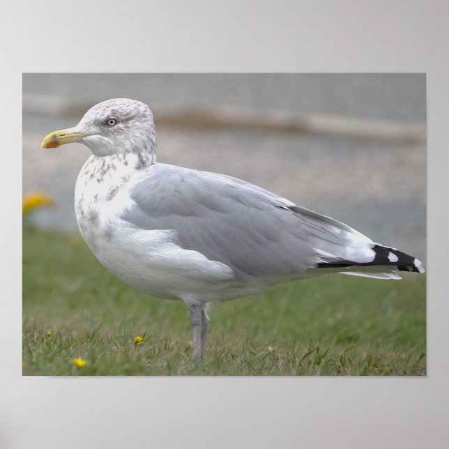 Seagull Photo Poster (Front)