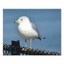 Seagull Photo Print