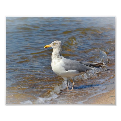 Seagull Photo Print