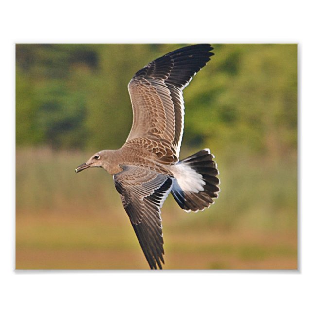 Seagull Photo Print (Front)