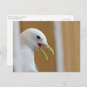 Seagull Portrait Photo Postcard